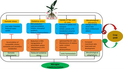 Sustaining nitrogen dynamics: A critical aspect for improving salt tolerance in plants